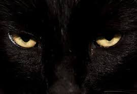 Cat Eyes For Cinzia The Panther Cats