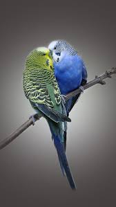 hd parrots couple love wallpapers peakpx