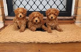 toy poodles in victoria dogs