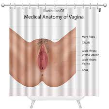 Amazon.com: Mugod Vagina Shower Curtains Anatomy of Vulva Vagina Medical  Illustration Decorative Bathroom Waterproof Fabric Shower Curtain with 12  Hooks 72 x 96 Inches : Home & Kitchen