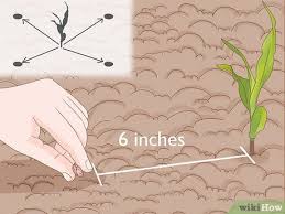 how to plant the three sisters with
