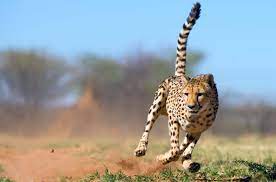 200 cheetah pictures wallpapers com
