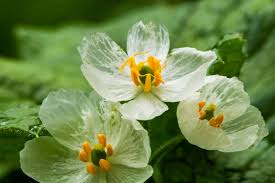 how to grow and care for skeleton flowers
