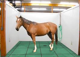 horse stall and equestrian mats