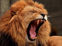 what does a lion s roar sound like