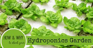 How to Begin a Home Hydroponic Garden