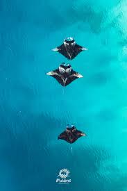 mobile wallpaper of manta rays