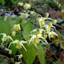Then a young woman in our hair salon told me to take a good pinch of flowers of sulphur once a day for a week. Epimedium Flowers Of Sulphur Dorset Perennials