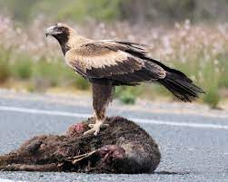 im wedge tailed eagle on road