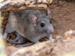 Colorado Wood Rats A Guide To