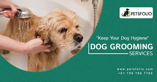 We groom your pet in your county: Dog Grooming Services In Hyderabad Dog Grooming Pet Grooming Dogs