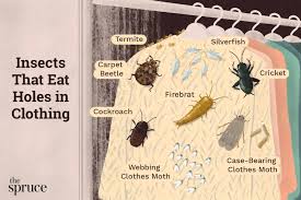 insects that eat holes in clothes