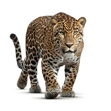 leopard over white background ai