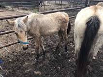what-happens-to-kill-pen-horses