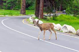 Collision and comprehensive coverage will cost $480 a year but may be worth it. Does Car Insurance Cover Me If I Hit A Deer Insurancehub