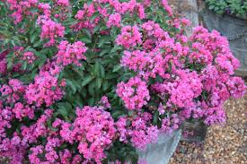 Heat Tolerant Varieties That Keep The