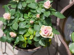 growing roses in containers how to