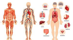 2,000+ vectors, stock photos & psd files. 51 Fun Facts About The Human Body From A Science Teacher