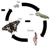 What is the difference between molting and metamorphosis?