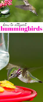 how to make hummingbird nectar and