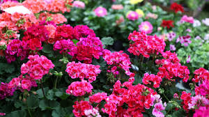 Often grown as annuals, they can be planted in. Summer Annuals Cheat Sheet Wallitsch Garden Center