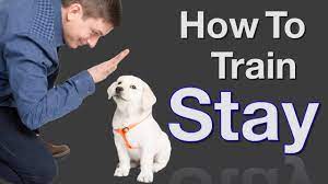 how to teach your dog to stay in 3