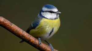 Rspb Birdwatch What Is The Most