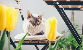 Poisonous Plants For Cats