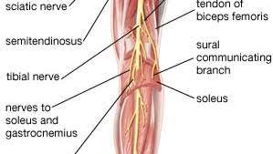 The muscle cells of skeletal muscles are much longer than in the other types of muscle tissue, and are often known as muscle fibers. Leg Definition Bones Muscles Facts Britannica