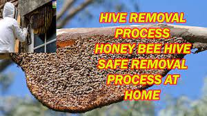 remove safely honey bee hive honey comb