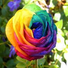 100pcs rainbow rose seeds beautiful