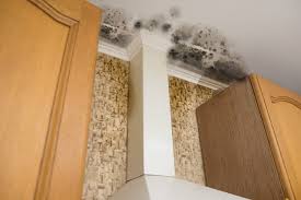 how to remove mold from wood drs