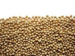how soybeans are used as food