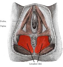 levator ani muscle structure