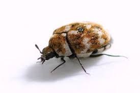 carpet beetle infestation get rid of