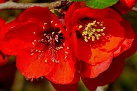 10 Beautiful Red Flowering Trees