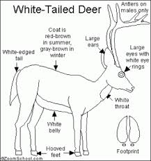White Tailed Deer Diagram Whitetail Deer Anatomy 3d Some I