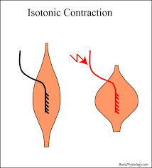 skeletal muscle contractions