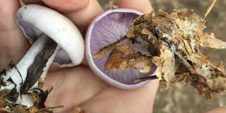 growing blewit mushrooms in your garden