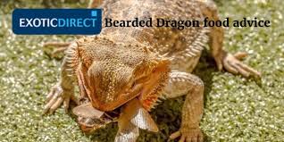 What vegetables can bearded dragons have every day?