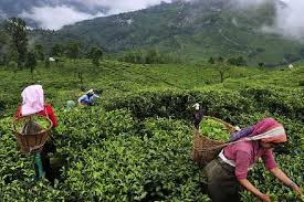 darjeeling tea planters read the tea