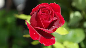 red rose flower at bloom close up