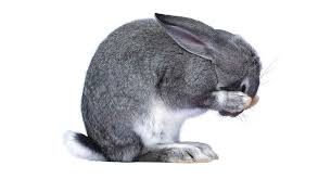 rabbit diarrhea treatment prevention