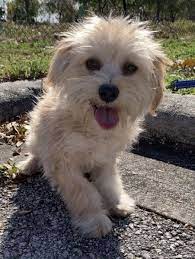 Fox ��|s is still waiting for his forever home in south florida!! Maltese And Shih Tzu Mixed Dog For Adoption In Sarasota Florida Linus In Sarasota Florida Dog Adoption Small Dog Rescue Rescue Dogs For Adoption