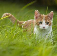 Im weiteren sinne sind mit dem begriff hauskatzen meist die katzen , die nicht gezielt gezüchtet. Jagdrecht In Nrw Gesetz Soll Hauskatzen Vor Abschuss Schutzen Welt