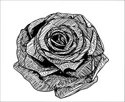 rose flower 18868089 vector art at vecy