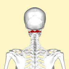 As noted above, some patients confuse pain in the throat for true neck pain, but this type of pain certainly exists in the spine itself or in the supporting muscles of the spine. Cause Of Neck Pain Is My Neck Pain From My Upper Neck Nucca Upper Cervical Chiropractic Sydney Australia