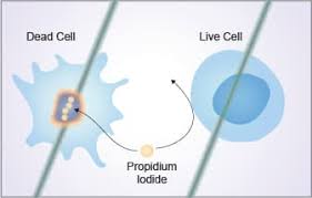 propidium iodide cell viability flow