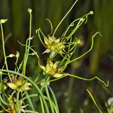 Wild Garlic Seeds Allium Canadense
