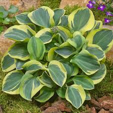 bareroot 3 pack mighty mouse mini hosta